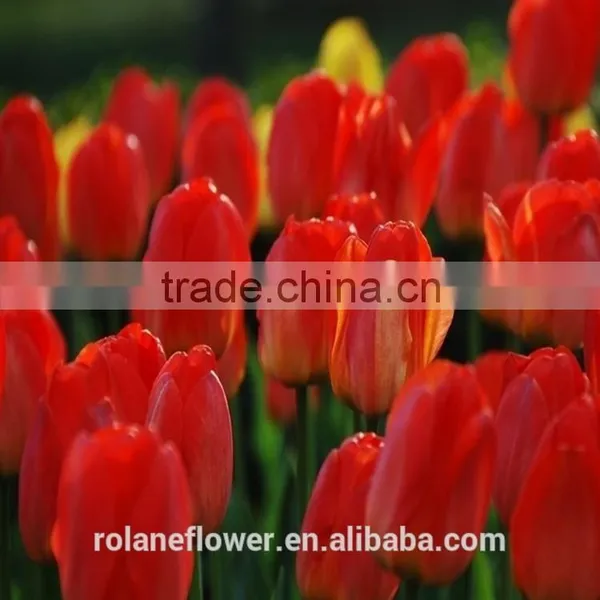 Graduation Occasion Natural Flowers Red Mini Tulip With High Quality photo-3