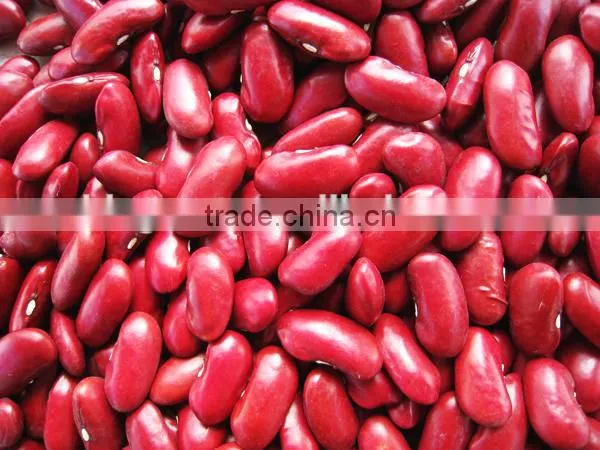 Supply Hot Sale English Red Kidney Beans With Competitive Price photo-5