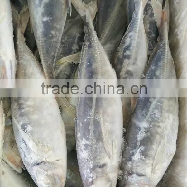 2016 New Product of Red Horse Mackerel for Sale