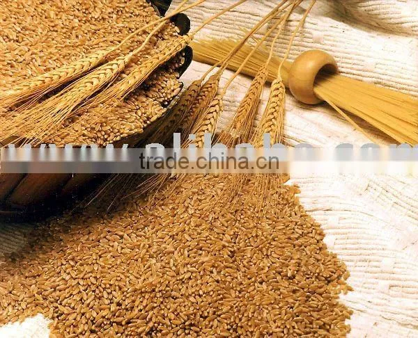 Wheat
