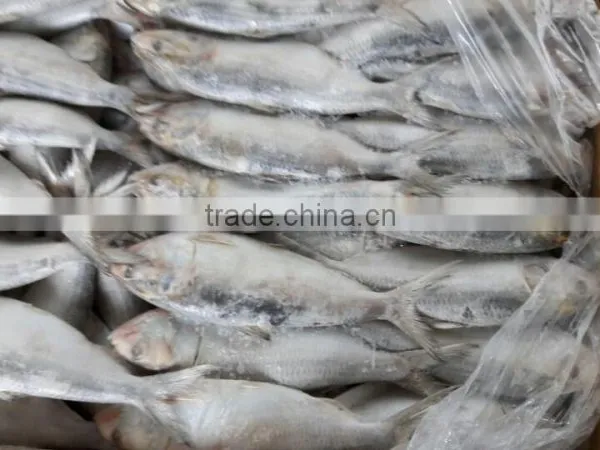 FROZEN SARDINE WHOLE ROUND photo-6