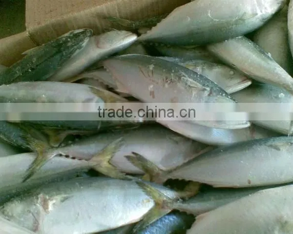 Frozen Indian Mackerel