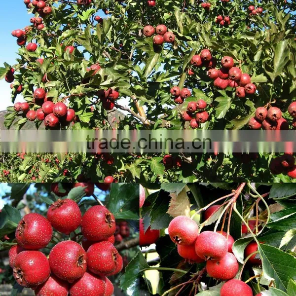 Organic Quicking Frozen Hawthorn Berry Fruit photo-4
