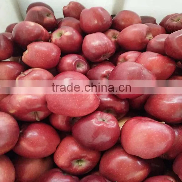 Pome Fruit Fresh Huaniu Apple Export Fresh Red Delicious Apple Fruit photo-5