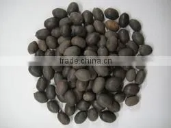 Lotus Seeds