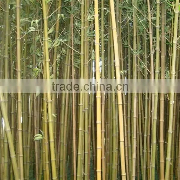 High Imitation Wholesale Artificial Decorative Bamboo,fake Bamboo photo-2