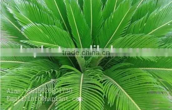 Artificial Cycas Revoluta Sago Cycas for Jurassic Period Dinosaur Hall