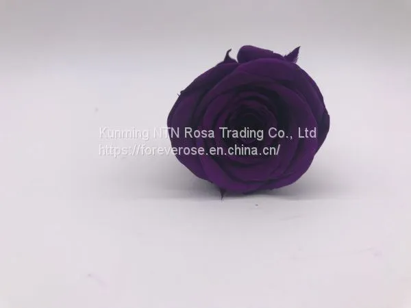 A Grade Fresh Cut Roses Preserved Flower From Ecuador Wholesale Longlasting Flower photo-2