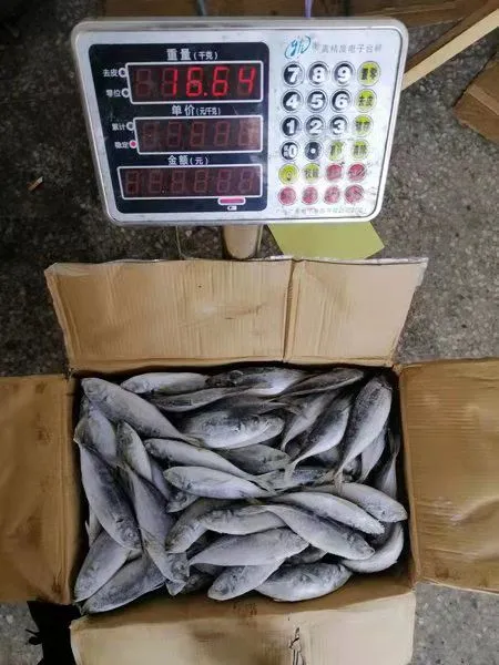 Horse Mackerel 100-200/trachurus Japonicus/mackerel Trachurus Japonicus