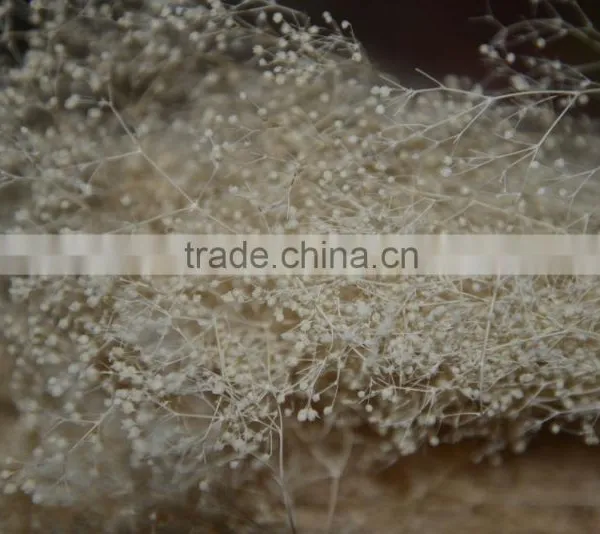 2016 Cheap Artificia Natural Dry Flower photo-5