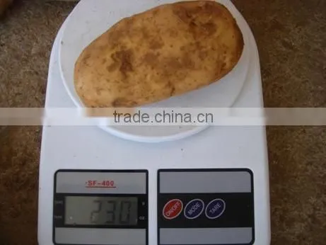 2015 Crop Chinese Fresh Potato