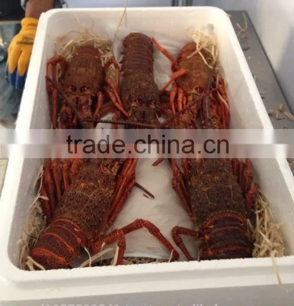 Live Spiny Rock Lobster photo-6