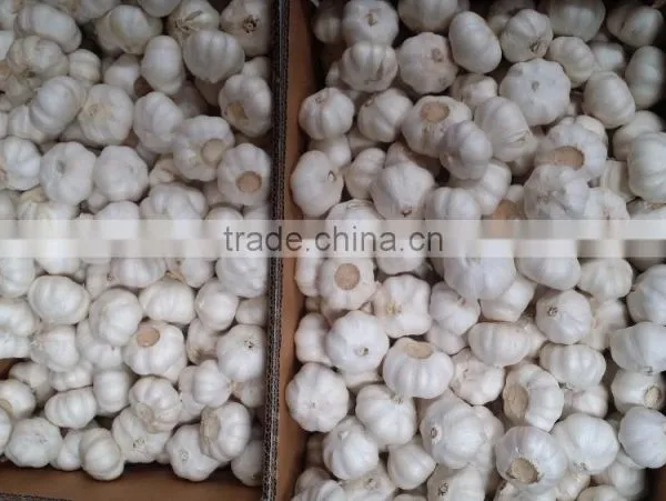 2016 FRESH GARLIC photo-2