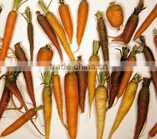 High Quality Vegetable Cleaning Machine/Fruit Cleaning Machine/vegetable Washing Machine Quality Choice photo-4