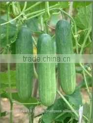 Fresh Cucumber India/cucumber Exporter From India/english Cucumber photo-3