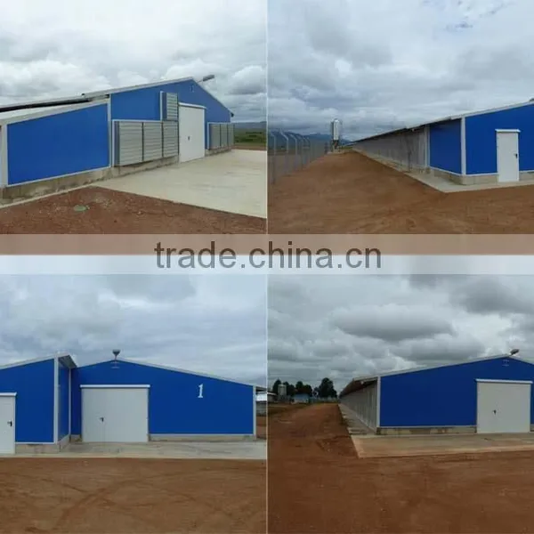 Day Old Broiler Chicks Poultry House Equipment photo-4