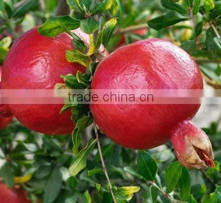 Fresh Pomegranate Sweet and Red Fruits photo-5