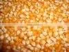 YELLOW CORN