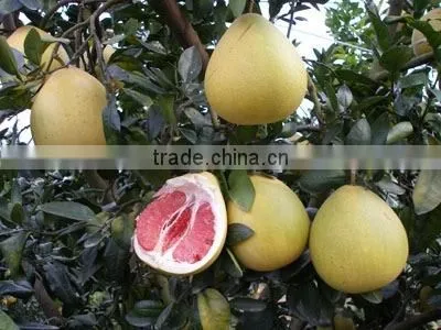 Honey Pomelo