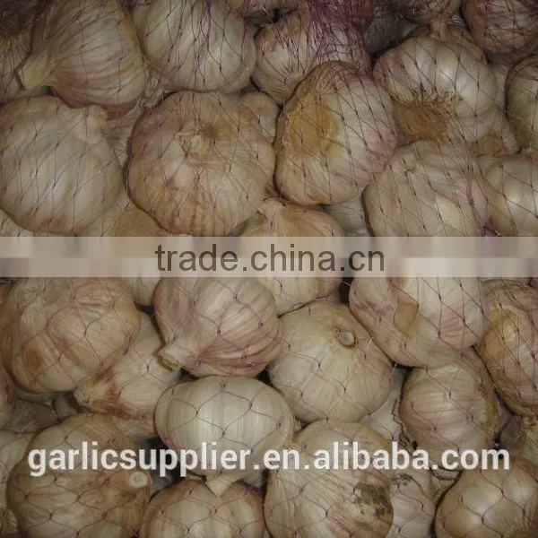 Fresh Garlic New Crop photo-5