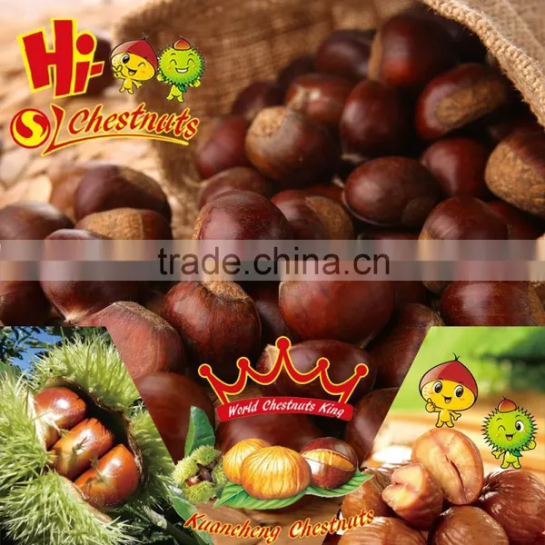 New Crop Fresh Chestnut, Bulk Hebei Chestnuts for Sale photo-4
