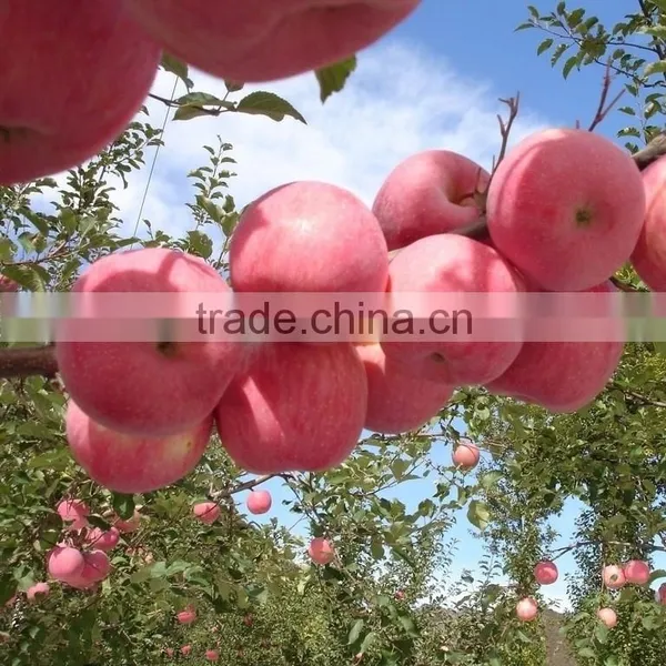 Fresh Red Qinguan Apple With Best Price for Export