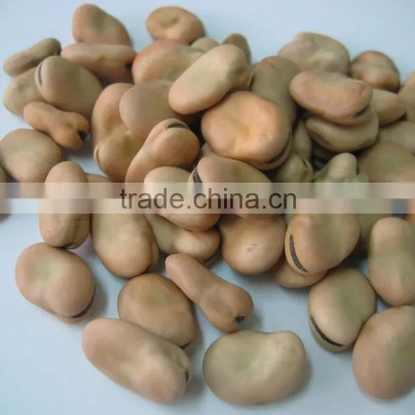 Good Quality Dry Broad Bean/fava Grain Crop/pulses photo-2