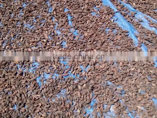 VietNam Cardamom photo-2