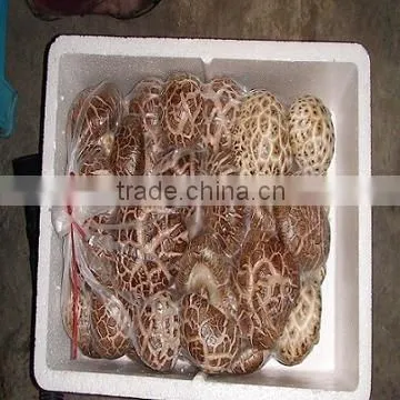 Shiitake