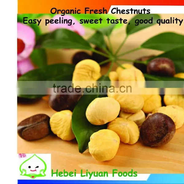 Organic Raw Chestnuts With Shell, Sweet and Easy Peeling