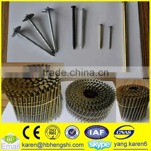 Umbrella Head Iron Nails, Galvanized Nails, Iron Nails,coil Nails, Nails Supplier photo-3