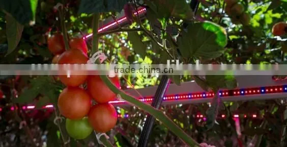 High PAR Interlighting 150W LED Grow Light Bar photo-2