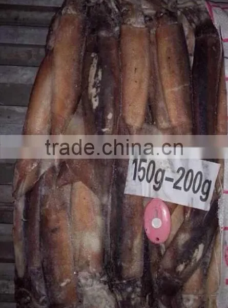 Mexico Geoduck of Illex Squid photo-2