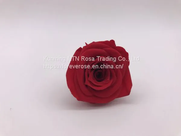 High Quality Timeless Preserved Flower to Make Gorgeous Flower Gifts photo-3