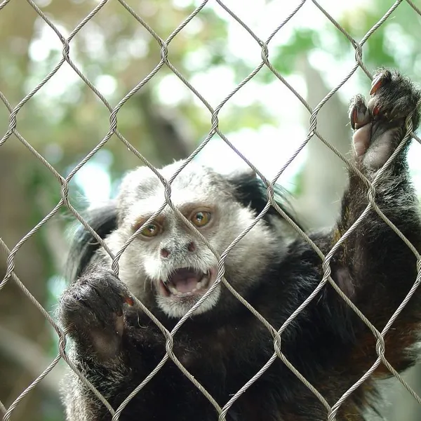 SS 304 SS316 Zoo Cable Mesh Animal Enclosure Mesh / Monkey Enclosure Mesh Stainless Wire Rope Mesh Factory Customized Production photo-4