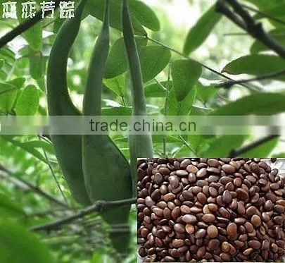 2015 Gleditsia Sinensis Lam Seeds For Growing photo-3