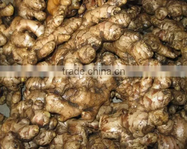 VIETNAMESE SUPPLIER OF DRIED SLICE GINGER BEST QUALITY photo-4