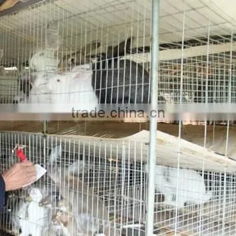 Top Promotion Double Rabbit Hutch For Sale photo-4