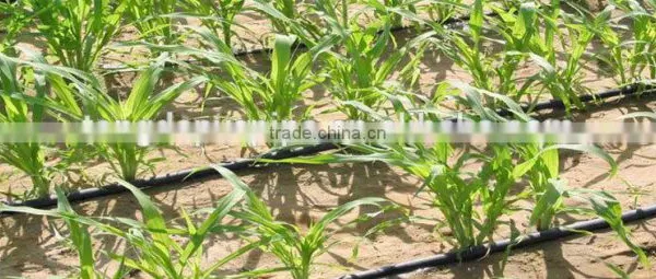 PE Irrigation Pipe ,drip Pipe for Agriculture Irrigation photo-6