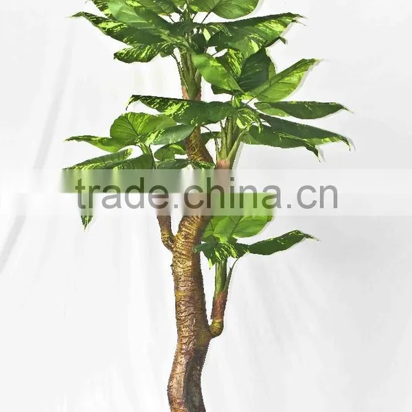 Supply Evergreen Bonsais photo-5