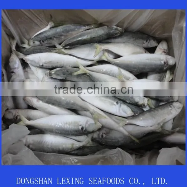 Frozen Whole Round IQF Horse Mackerel photo-2