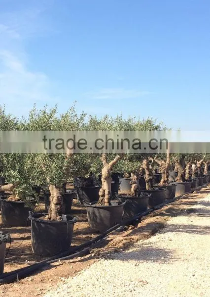 Olive Tree "Lechin"- Olea Europaea "Lechin" photo-4