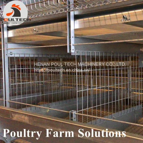 H Type Layer Chicken Cage With Automatic Feeding Machine, ee Collecting Machine photo-3