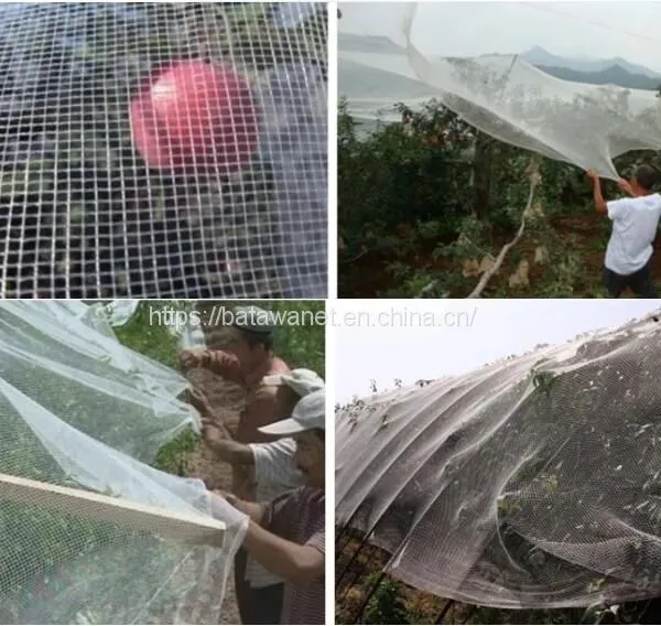 Batawa HDPE Agricultural Anti Hail Netting Orchard Tree Hail Protection Net With UV Resistance photo-3