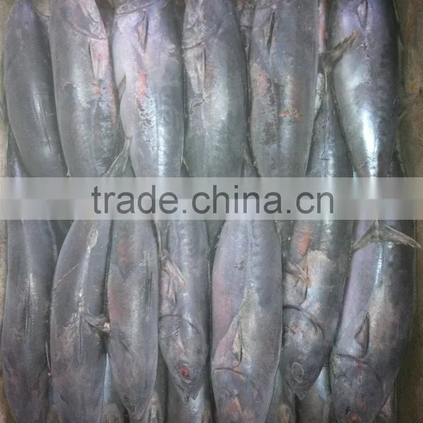 High Quality Seafood Frozen Fish Pacific Bonito Size 500 photo-6