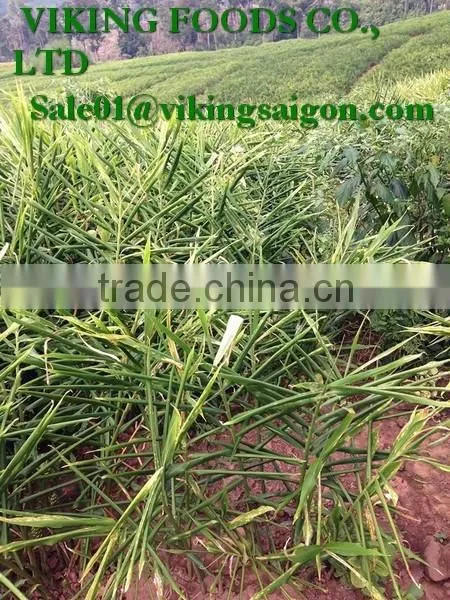 FRESH GINGER _ HIGH QUALITY photo-6