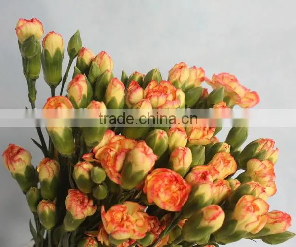 China Promotional Light Short Branch Carnation photo-2
