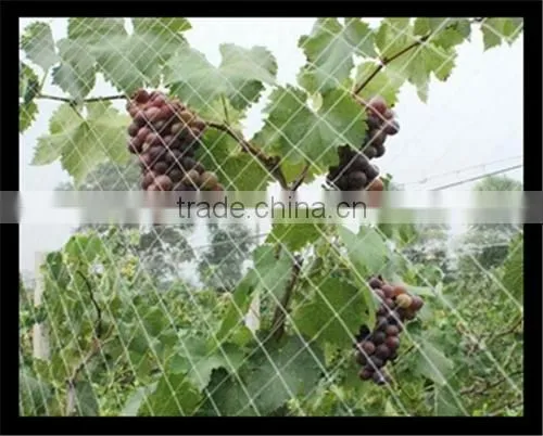High Tensile Plastic BOP Netting for Anti Bird and Plant Support &deer Fence photo-3