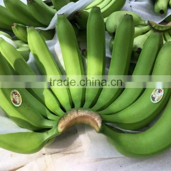 Fresh Cavendish Banana