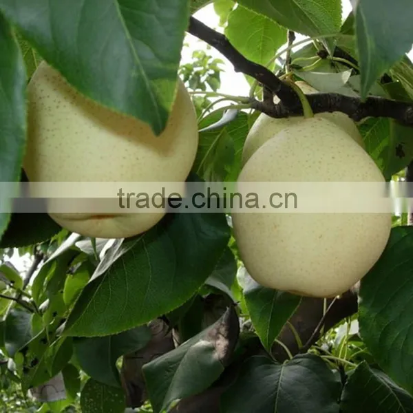 Fresh ya Pear&new Crop&the Most Lowest Price photo-5